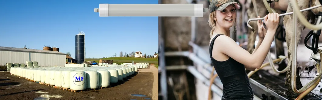 LED Tri-Proof Light Anti-Ammonia White Color Ik10 IP69K 0~10V Dim CCT Power Adjustable 170lm/W 1.6m for Diary Cow Sheep Farmyard Livestock 8