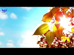 Chim bồ câu 1 Đèn đường mặt trời