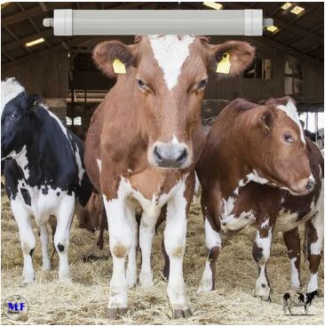 Ánh sáng LED Ba Proof chống amoniac Màu trắng Ik10 IP69K 0 ~ 10V CCT tối năng lượng điều chỉnh 170lm / W 1.6m cho gia súc ngày bò cừu trang trại chăn nuôi